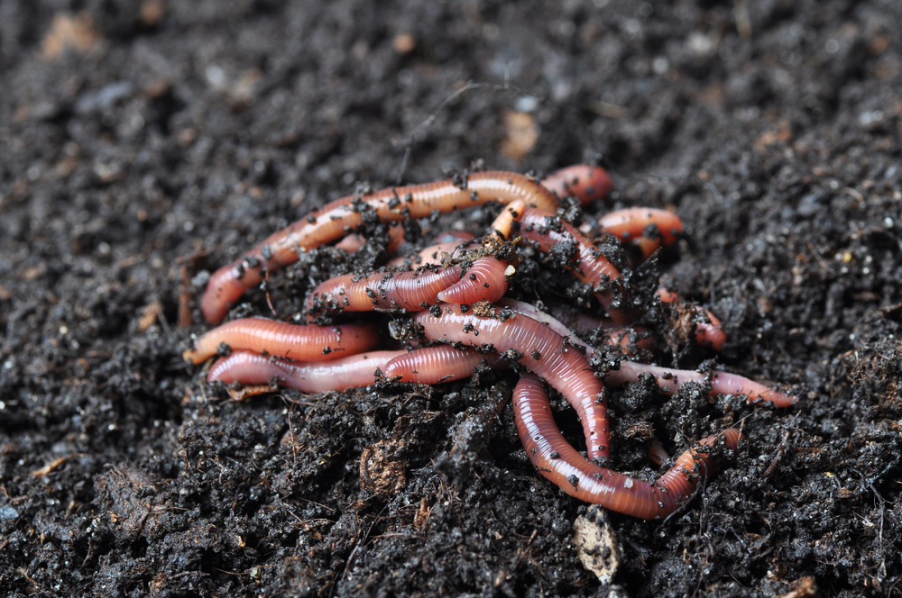 Earthworms make small hole in the soil, improving the uptake of water