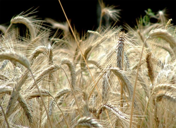 Análisis de la relación entre el cambio climático y la seguridad alimentaria Estudio CLEFSA