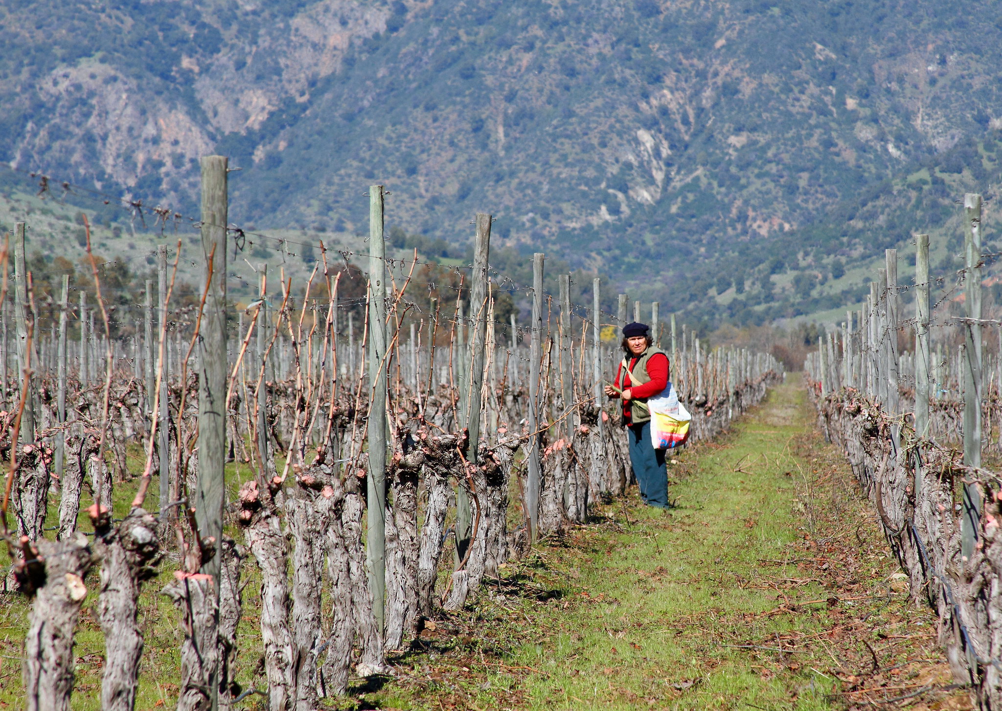 <p>Chile's agriculture sector depends on adapting water use to climate change. Photo by Daniel Garcia Neto/Flickr.</p>