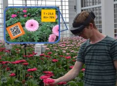 AR glasses tell if gerbera can be harvested AR glasses tell if gerbera can be harvested