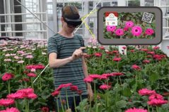 AR glasses tell if gerbera can be harvested AR glasses tell if gerbera can be harvested