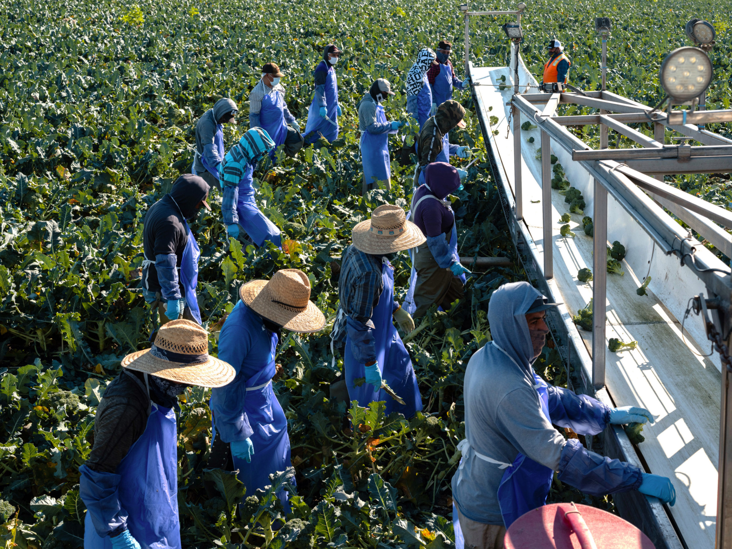 trabajadores cosechan brócoli