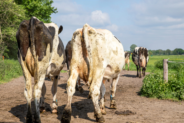 Is animal meat on its way out? It is if these Israeli companies have anything to do with it. Photo: Shutterstock Is animal meat on its way out? It is if these Israeli companies have anything to do with it. Photo: Shutterstock