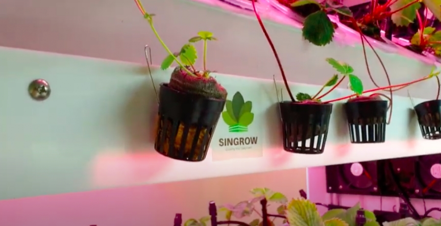 Singapore to Allocate $40M to Help Agtech and Aquaculture Startups Grow More Local Food