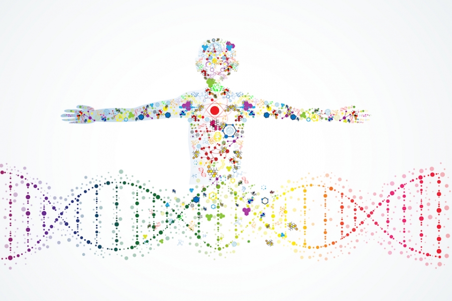 Pioneering research reveals certain human genes relate to gut bacteria