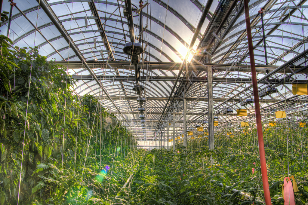 The potential for rooftop agriculture in the city of Rio de Janeiro