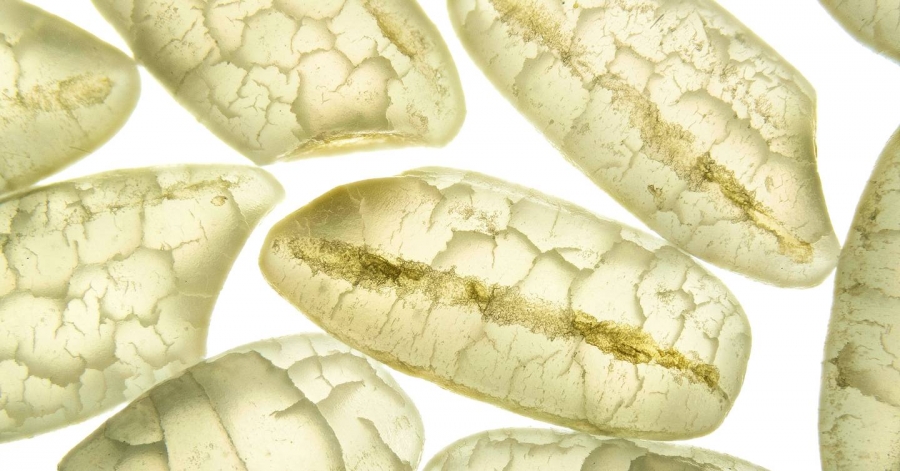The race is on to grow crops in seawater and feed millions | WIRED UK