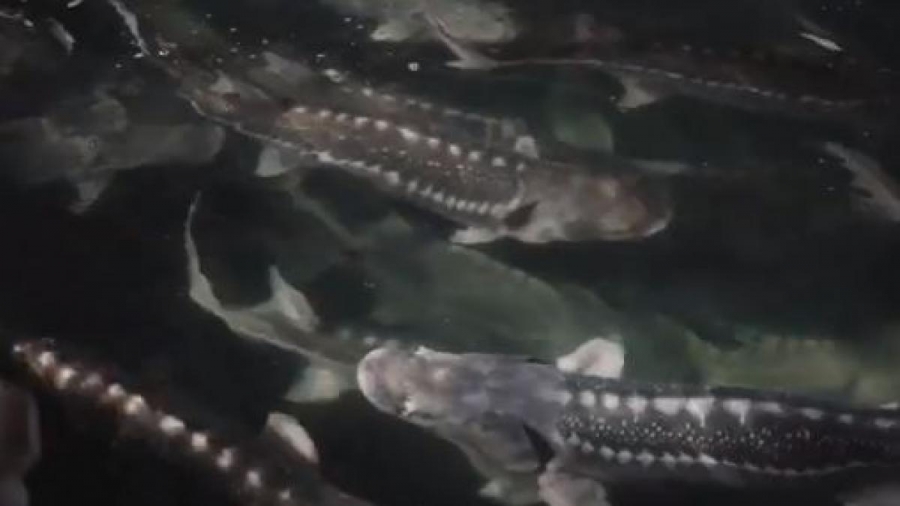 "Estamos imprimiendo pescado en 3D": un negocio de futuro