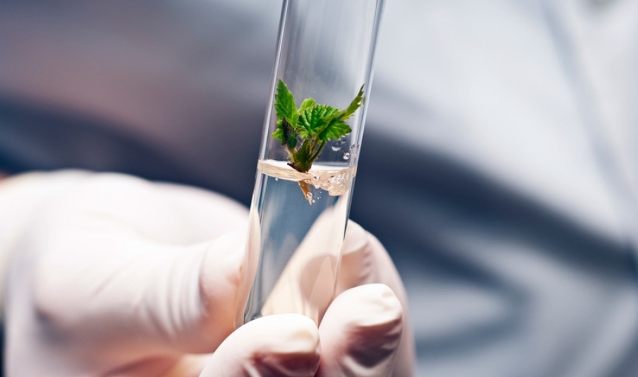 Contest Challenges Students in China to Develop New Plant-Based Foods | VegNews
