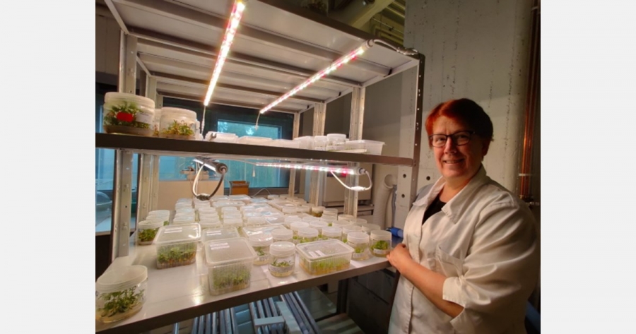 Finnish micropropagation company turns to LED circular lights for best plant quality