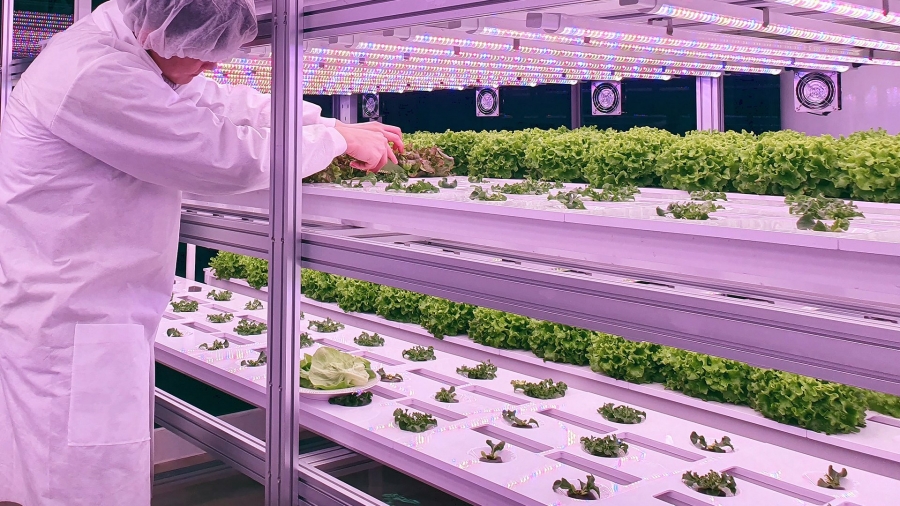 Vertical farming: a future way to feed urban populations?