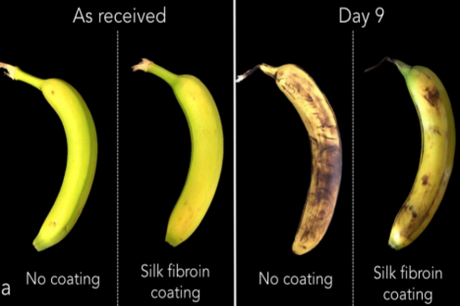 MIT startup wraps food in silk for better shelf life | MIT News