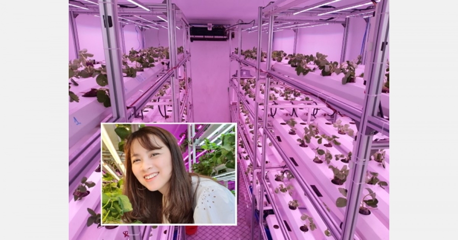 Growing strawberries indoors in Vietnam