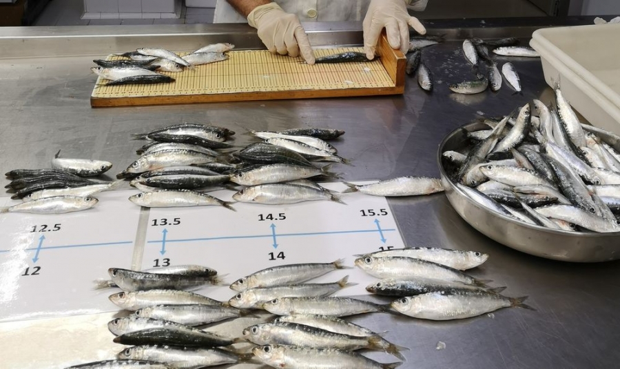 El 60% de las sardinas y anchoas del Mediterráneo Occidental llevan microplásticos en sus intestinos | Ciencia | EL PAÍS