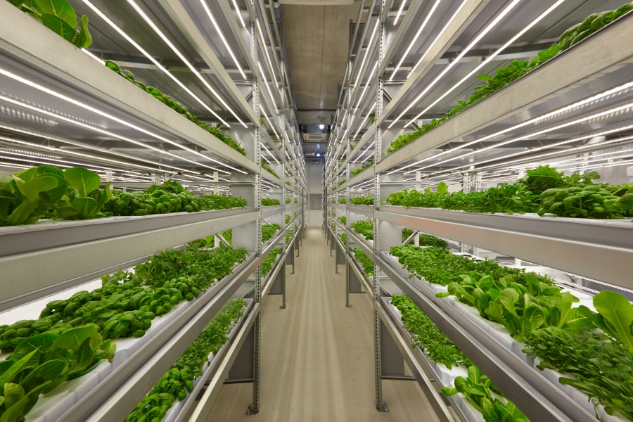Growing up: the indoor farming boom – Foodservice Consultants