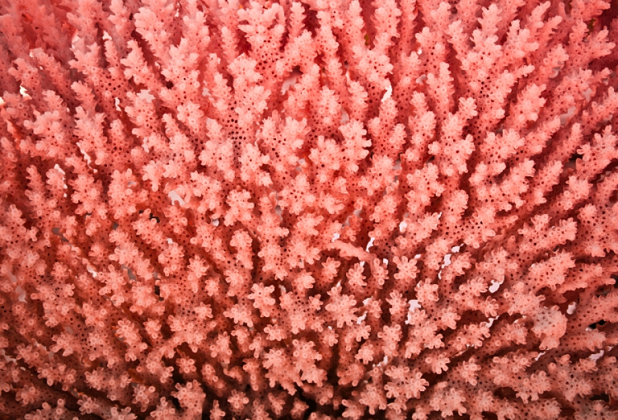 Primera jornada de Encuentro de los Mares “la producción de pescado será el alimento futuro…