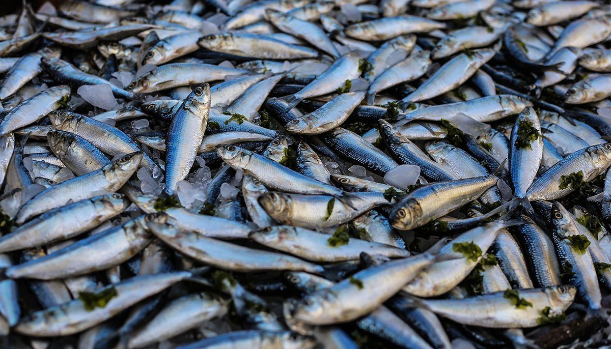 Will plant-based fish be the next big growth area? | Food Matters