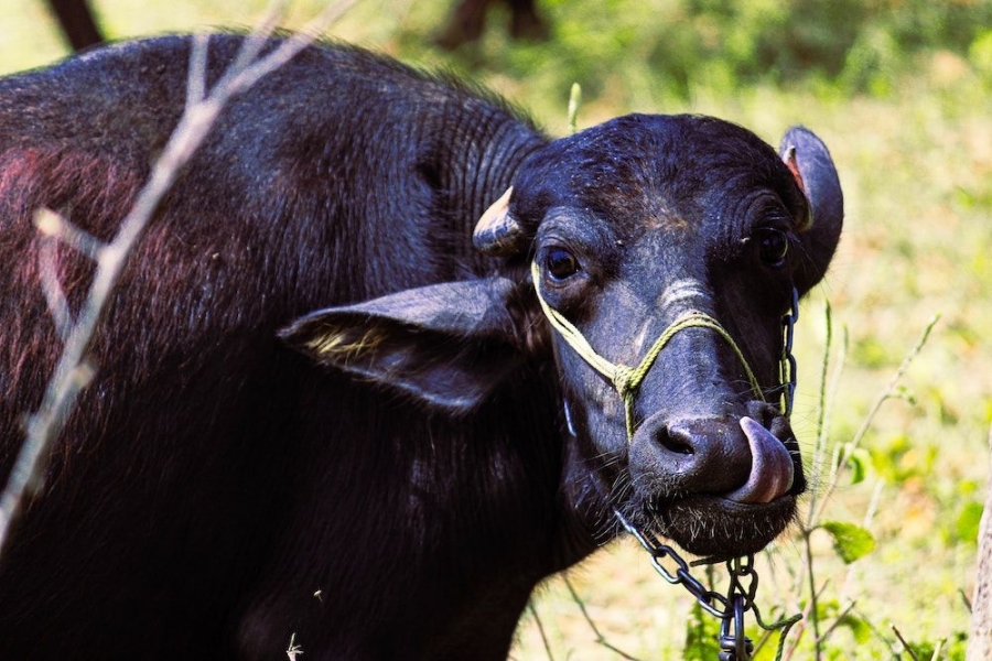“No alternative”: India embraces a meat-based future, and other 2030 food trends