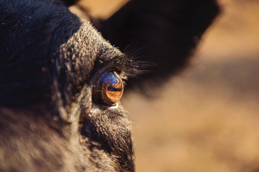Carne que no es carne, sobre la mesa de los emprendedores | StartPoint