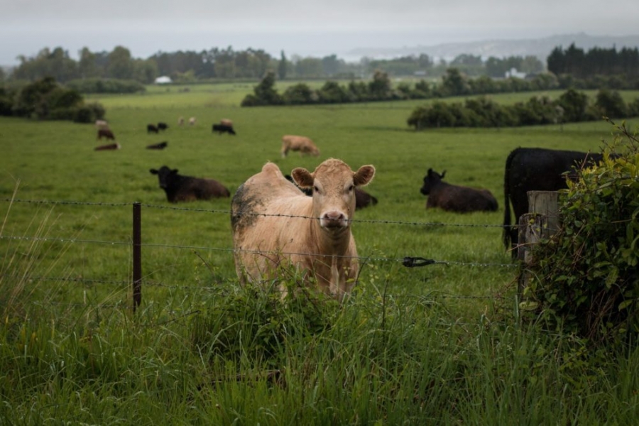 BREAKING: CropX acquires New Zealand precision effluent and smart irrigation decision startup