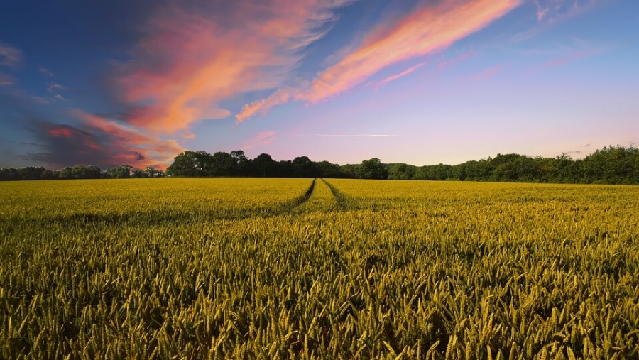 La UE pospone la aplicación del nuevo reglamento de agricultura ecológica