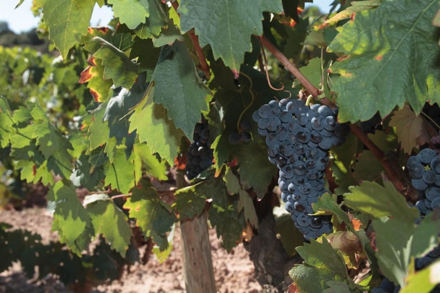 Nace El Hub Nacional Digitalización Y Vino, Una Plataforma Para Impulsar La Digitalización Del Sector Del Vino