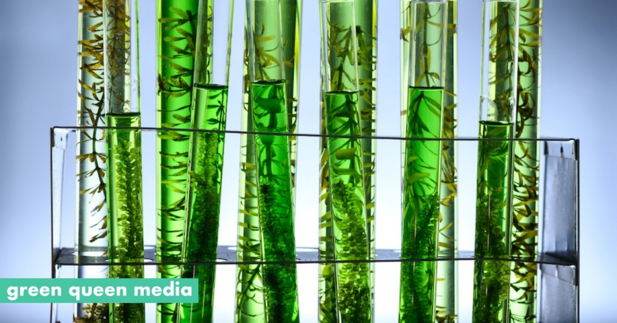 Amazing Algae: 8 Startups Leveraging This Super Seaweed, From T-Shirts To Shrimp