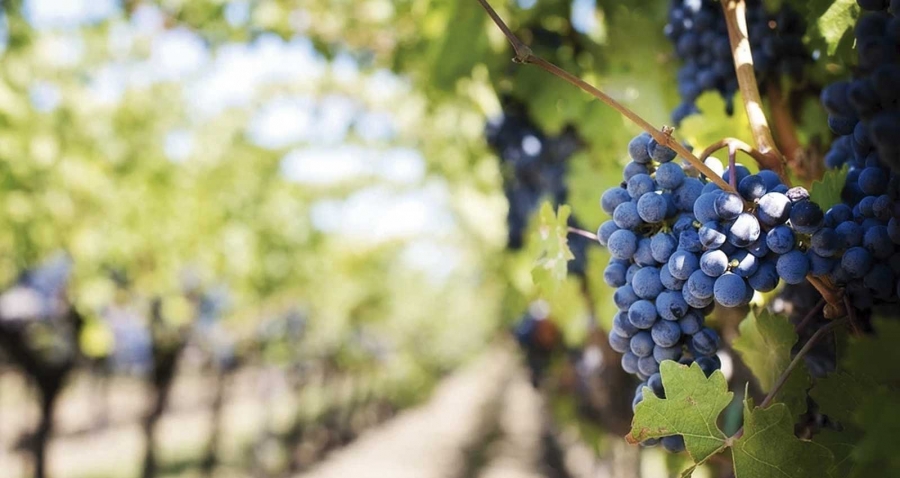 10 tendencias para el mundo del vino en 2021