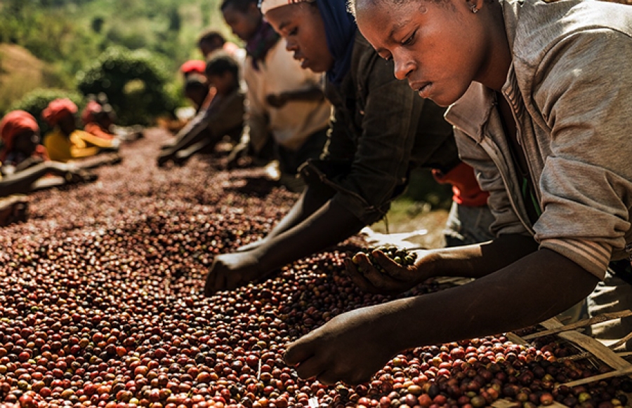 Green transition: Climate change is coming for your coffee | CBS – Copenhagen Business School