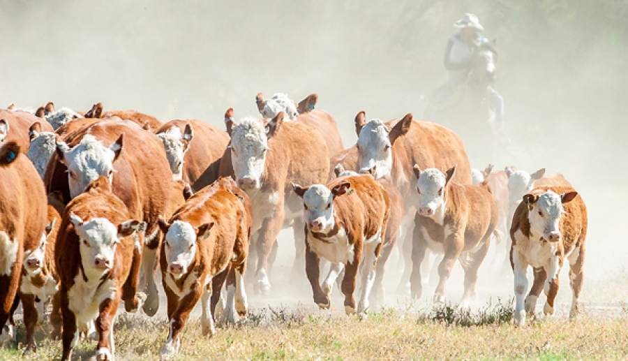 Israeli startups stampeding towards alternative meat solutions – CTech